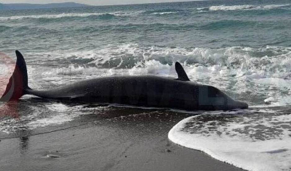 Κύπρος: Νεκρές φάλαινες ξεβράστηκαν στις ακτές – Πιθανή η σύνδεση με τους σεισμούς στην Τουρκία
